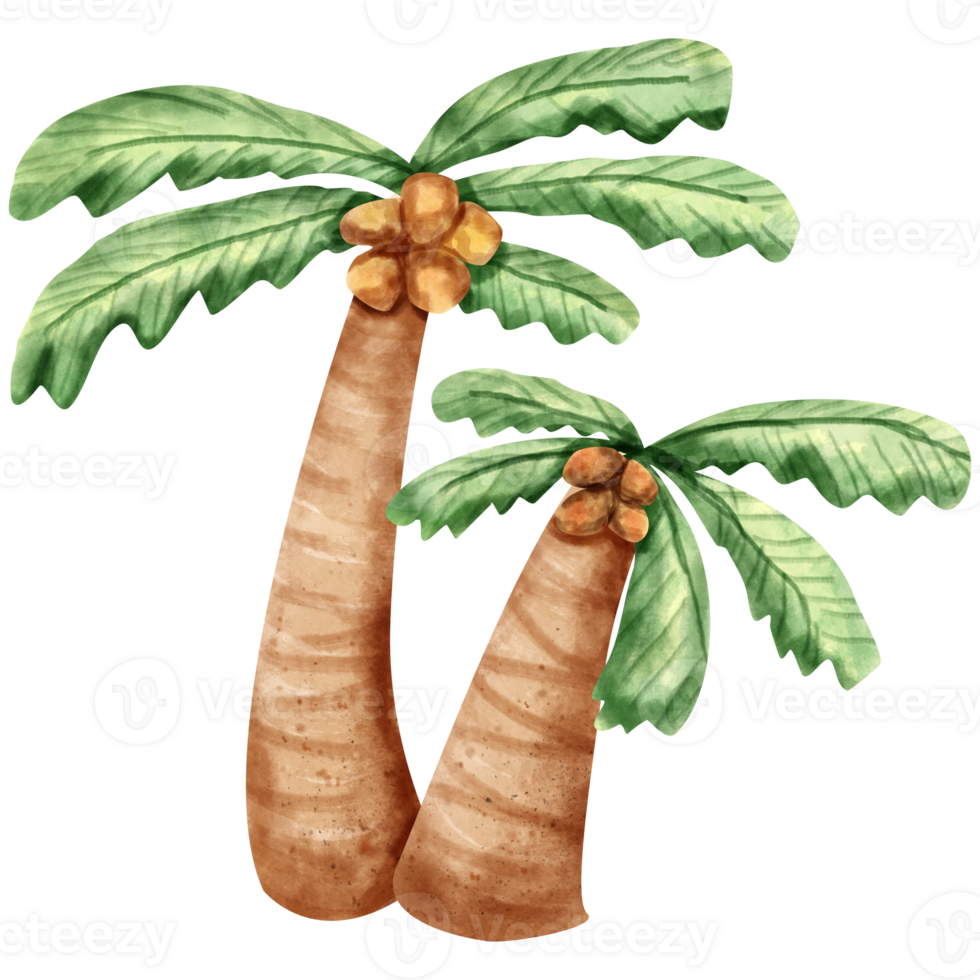 acuarela Coco árbol png