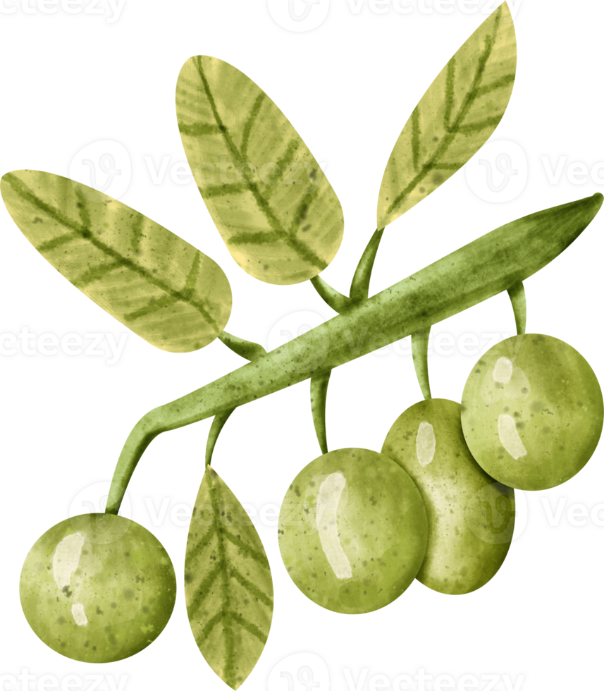 watercolor olive vegetable png