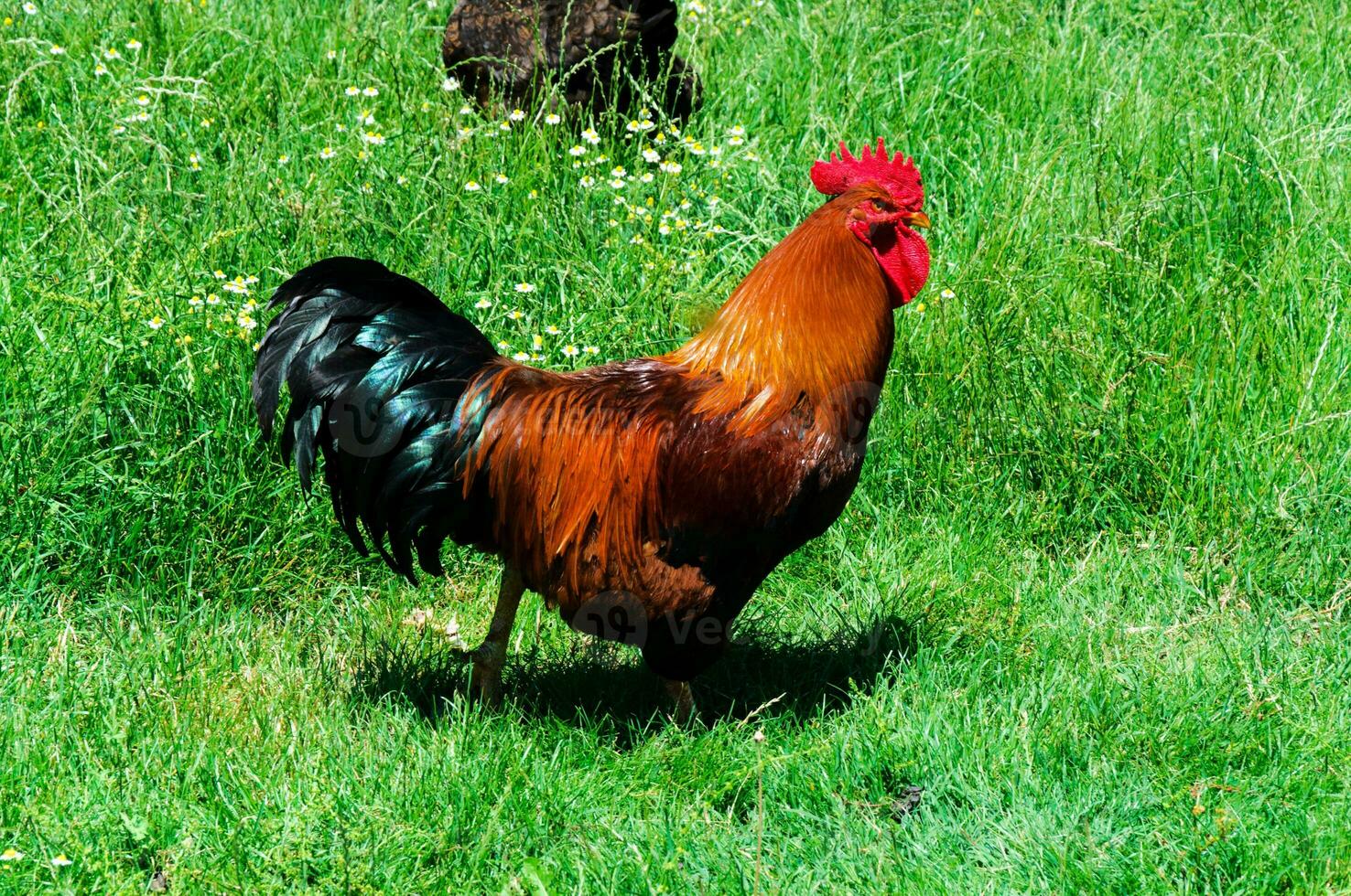 Angry cock on the farm photo