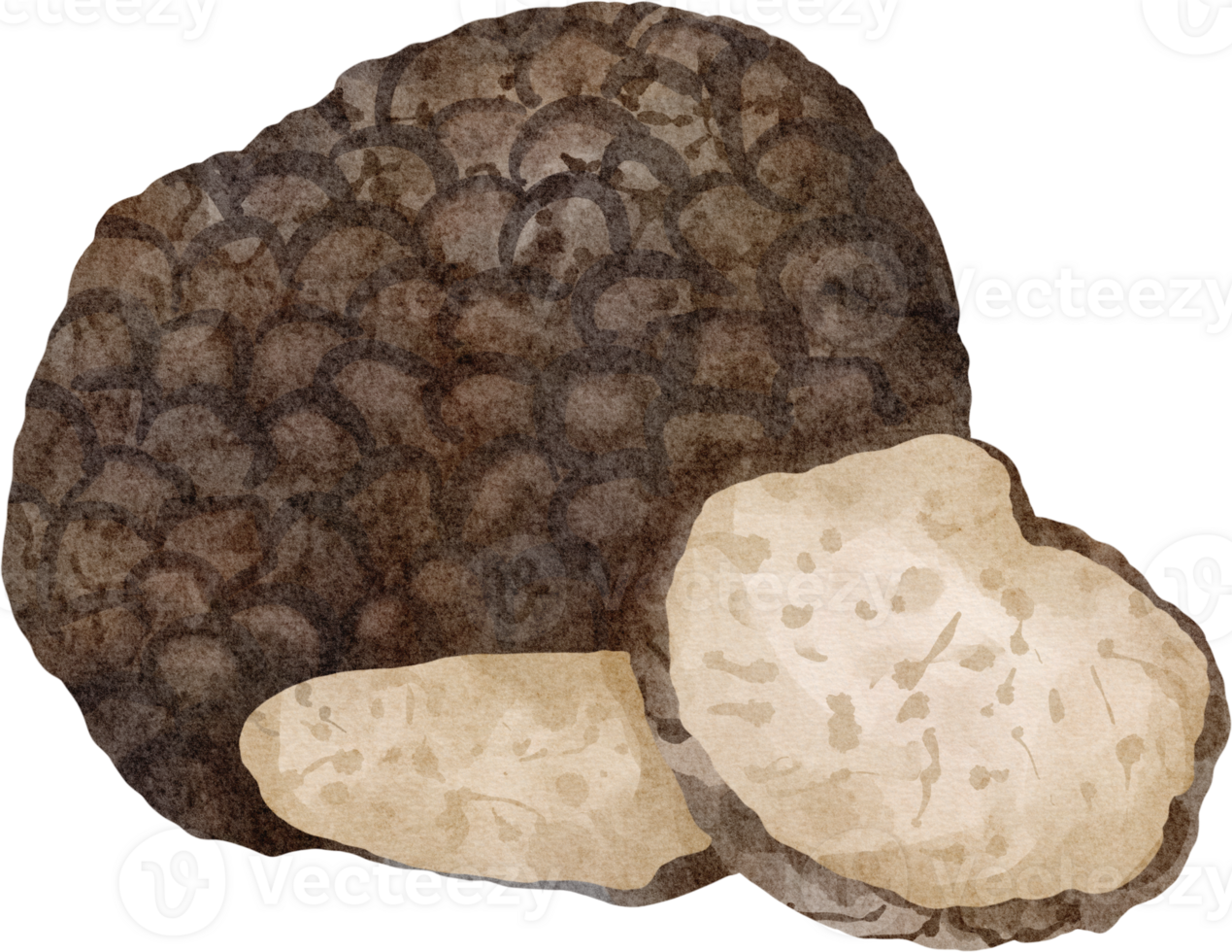 watercolor truffle mushroom png