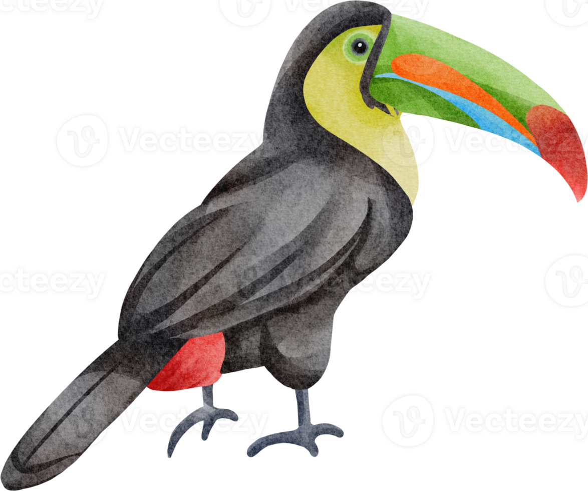 watercolor toucan clip art png
