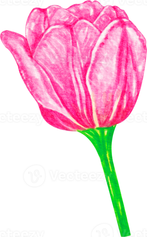 watercolor tulip flower png