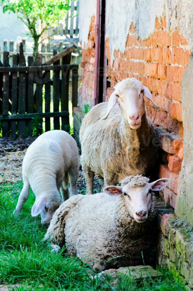 Sheeps on the farm photo