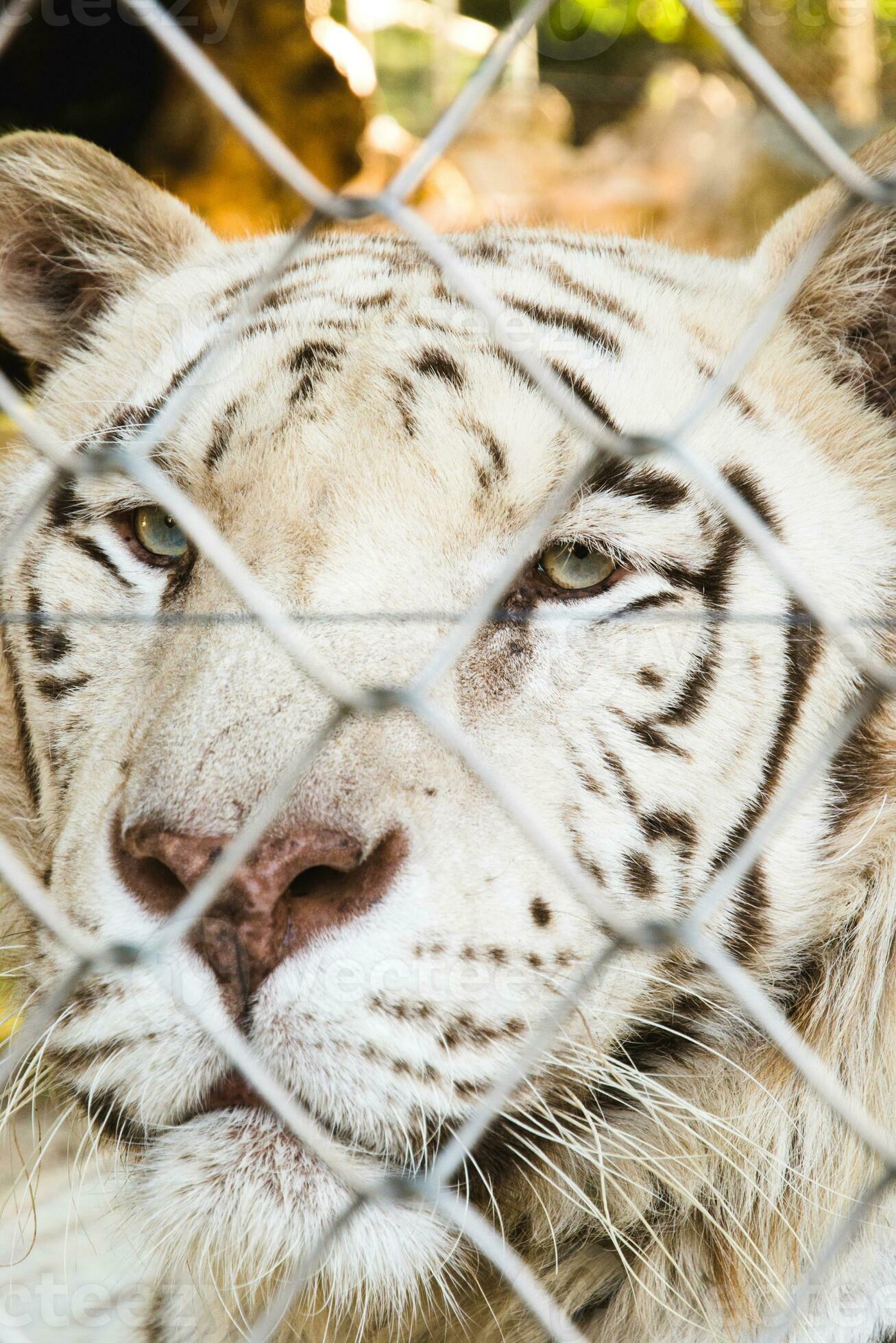 Locked tiger in zoo 23300623 Stock Photo at Vecteezy