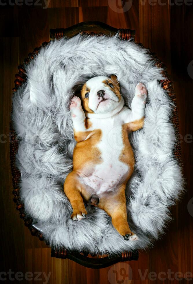 English bulldog puppies photo