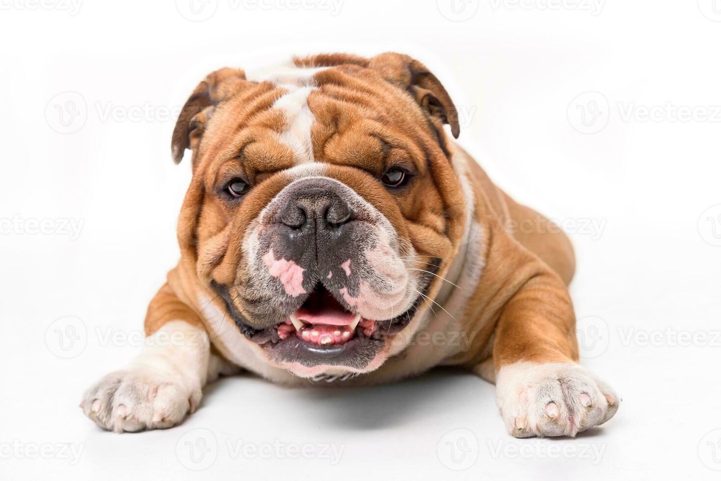Portrait of English bulldog photo