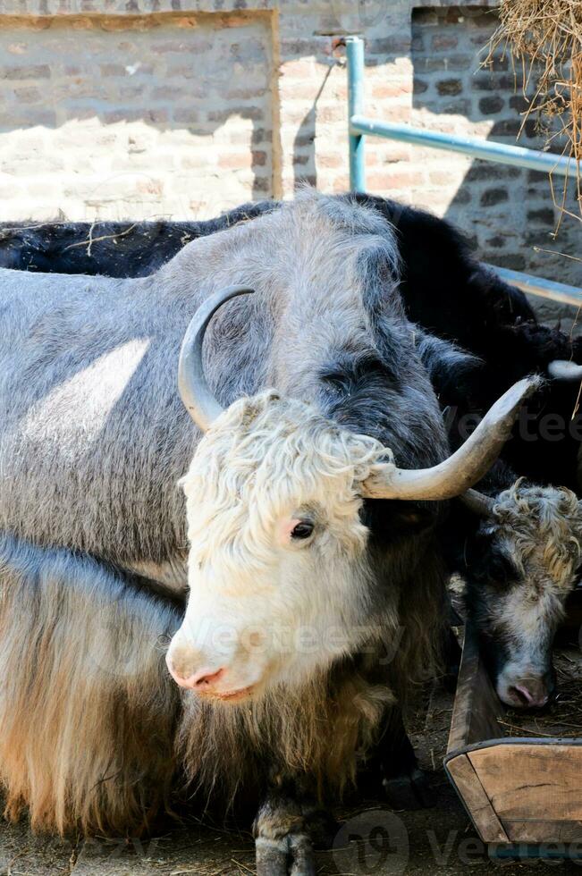 Hairy cow in zoo photo