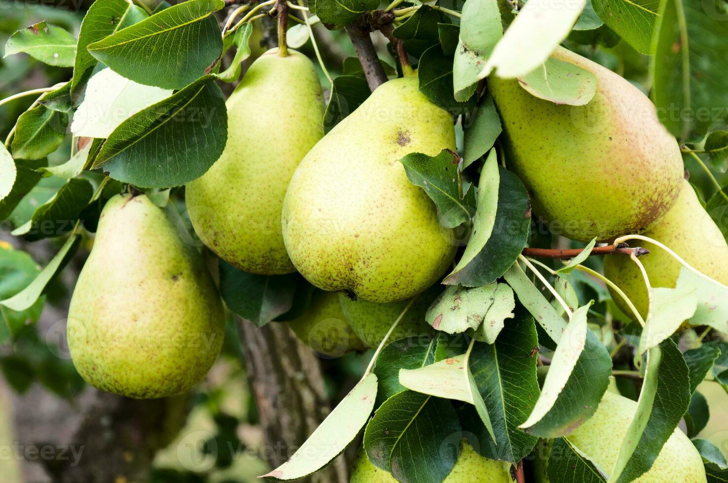 Pears on tree photo