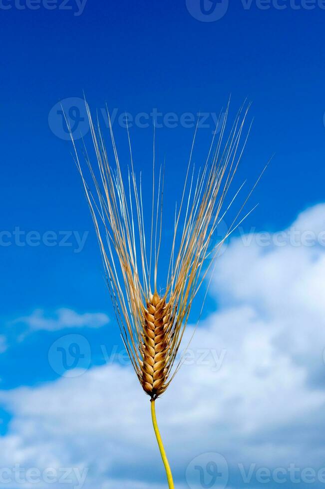 Wheat and sky photo