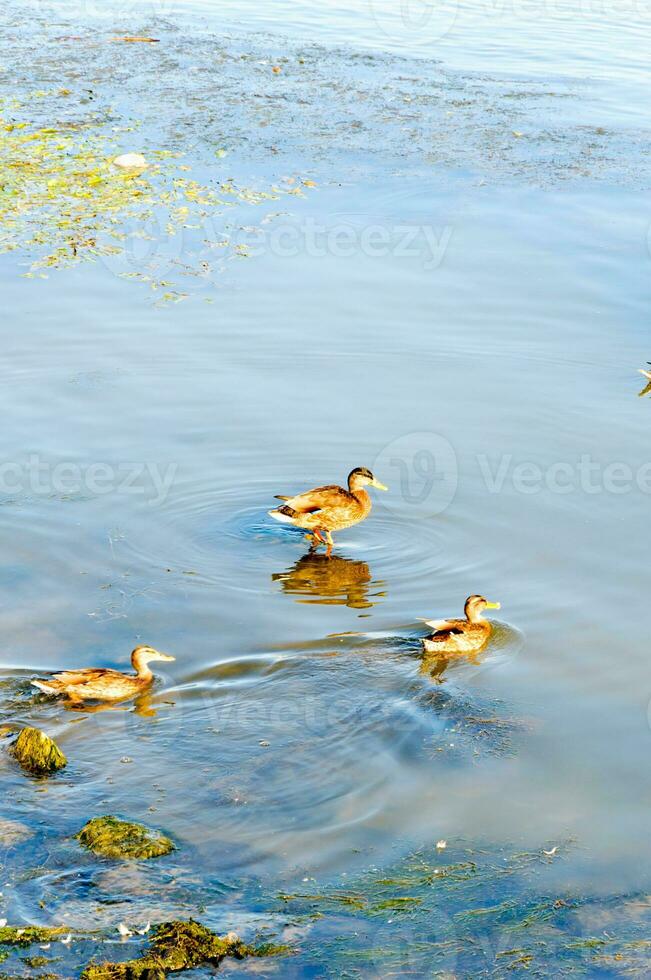 patos día en lago foto