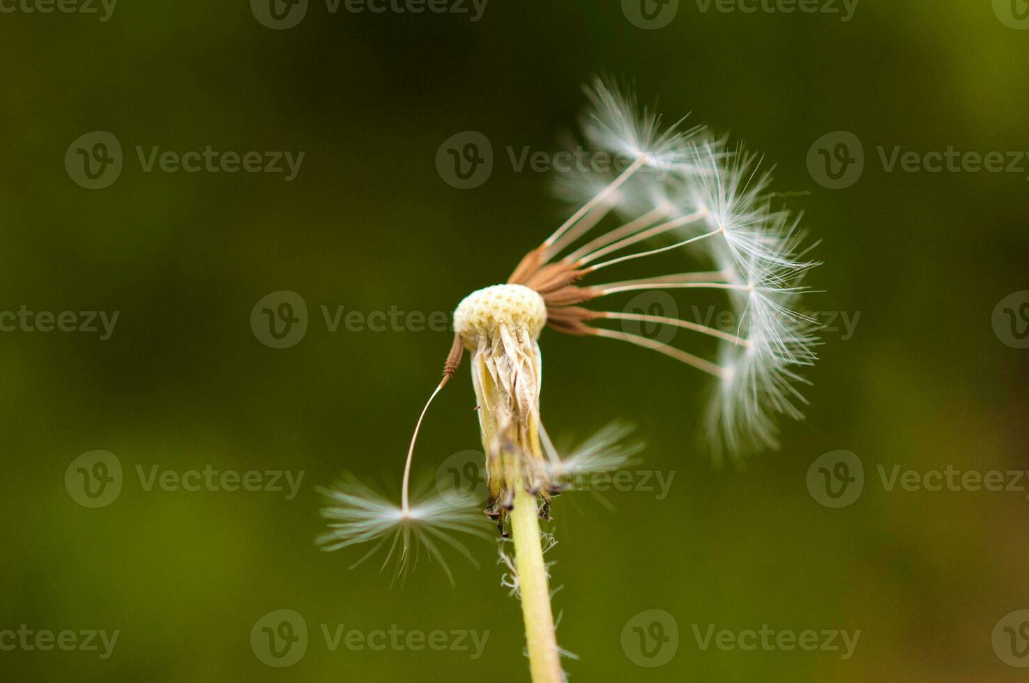 soplado diente de león cerca arriba foto