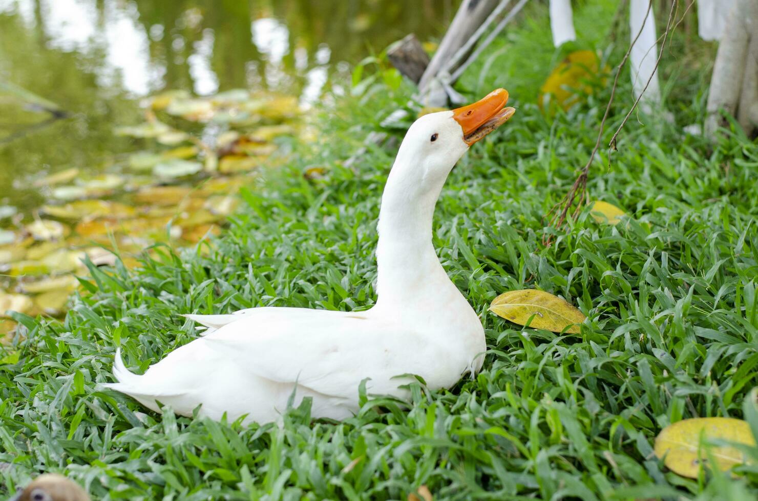 Beauty white duck sitting on the green grass photo