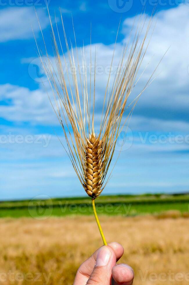 Single wheat over the field photo