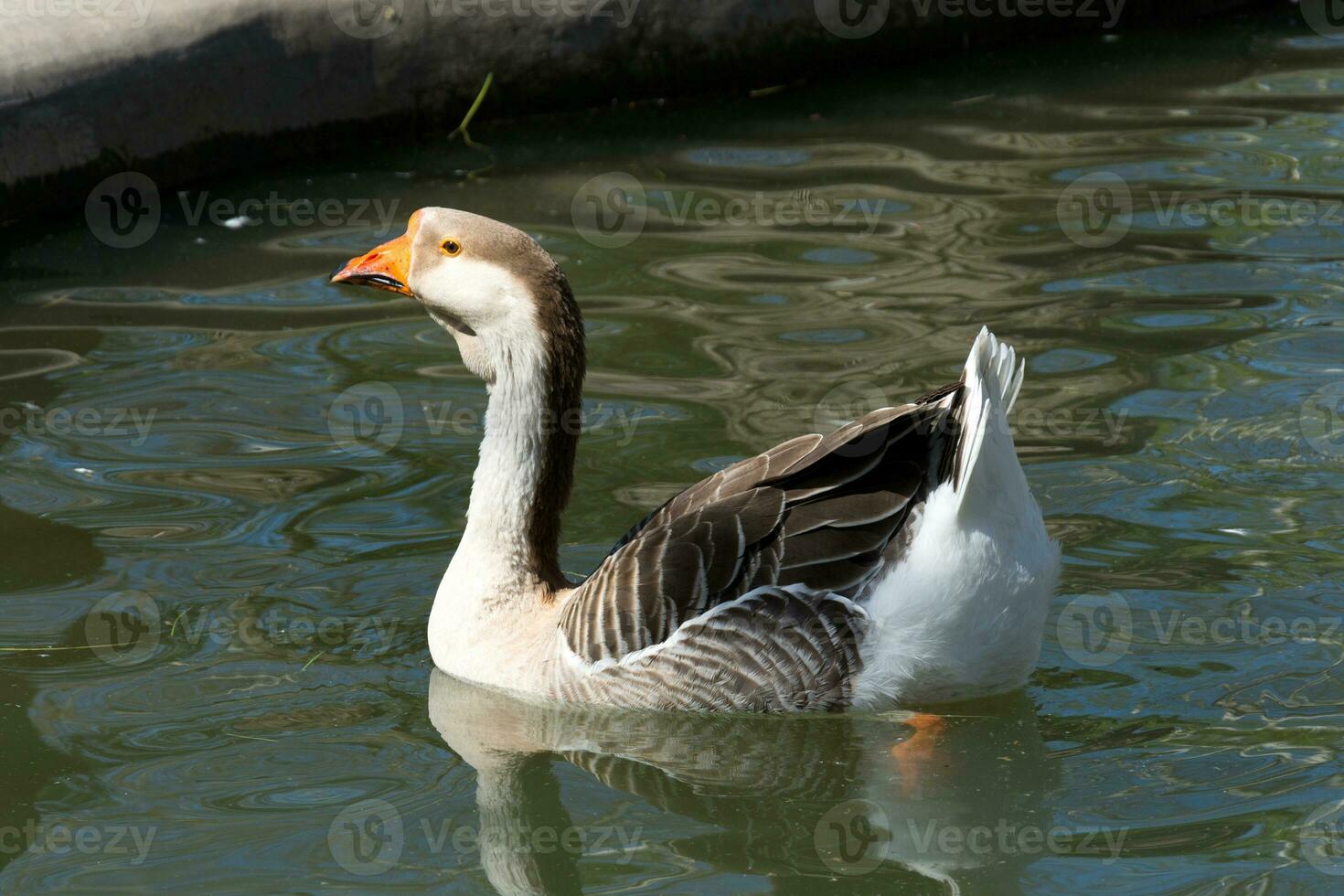 Swimming duck in river photo