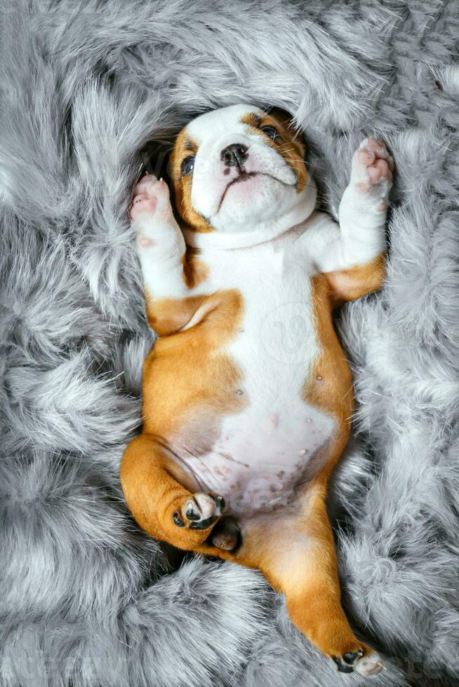 English bulldog puppies photo