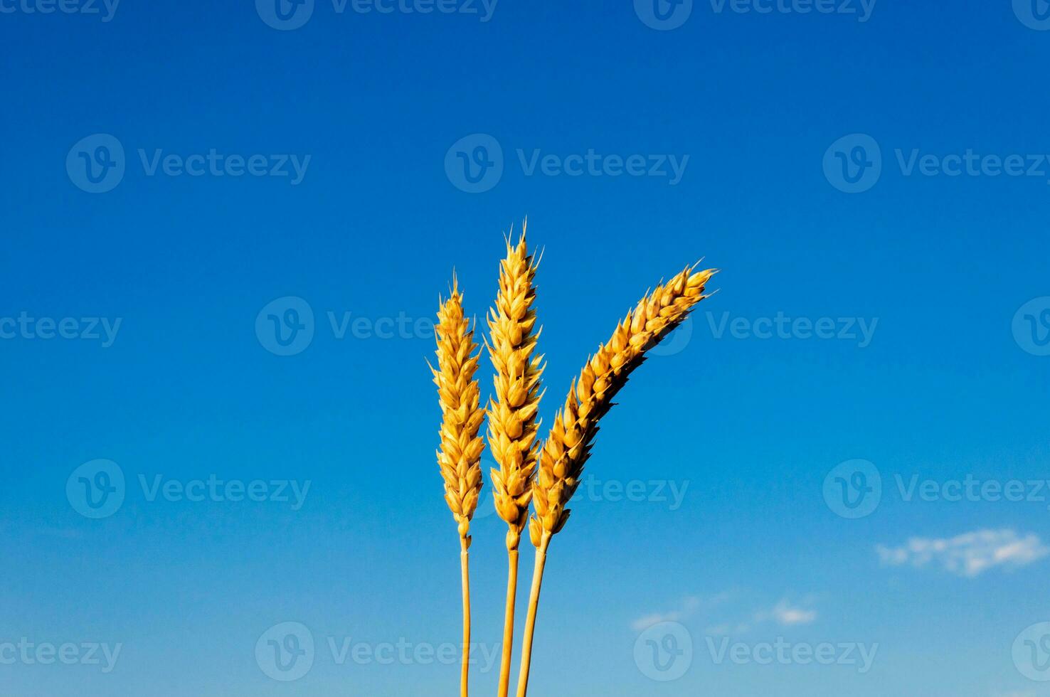 Wheat over the sky photo
