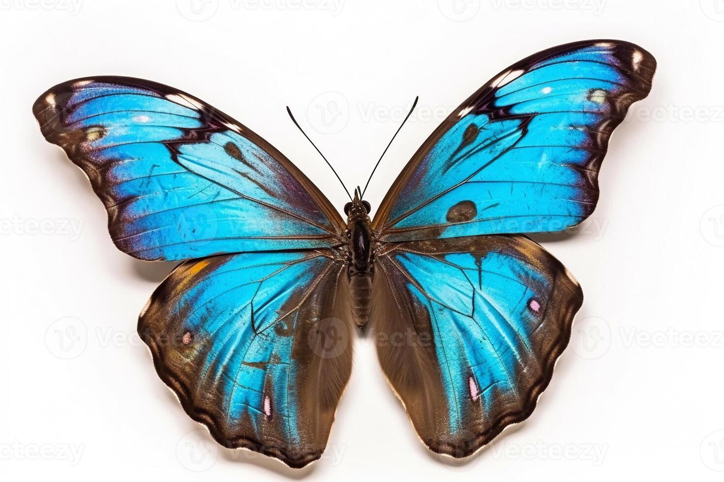 Portrait Butterfly isolated on white photo