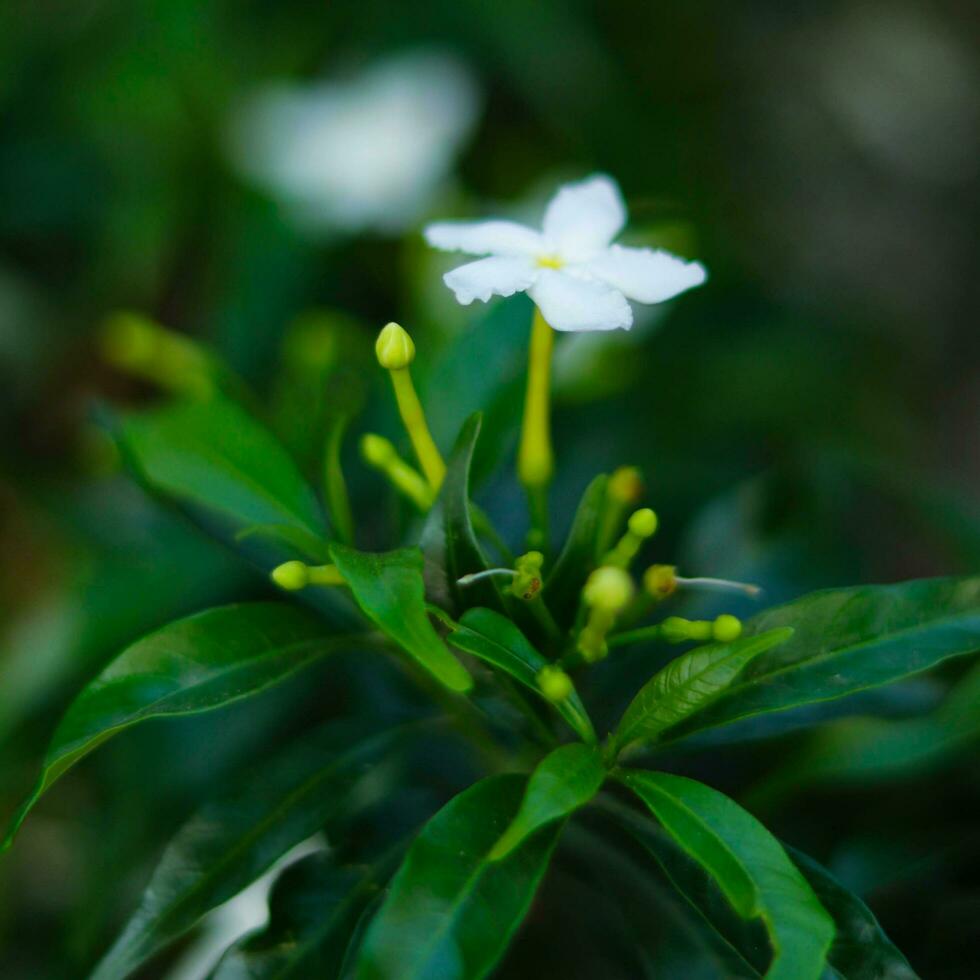 White flowers with green leaves in the background photo