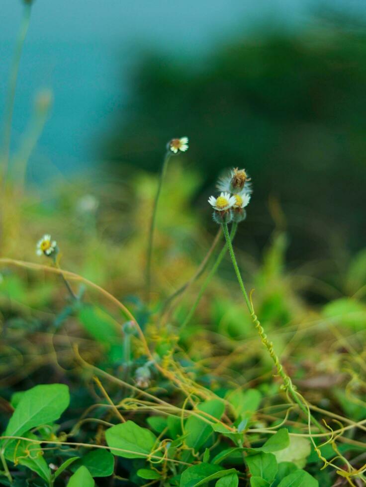 A closeup of some flowers in the grass photo