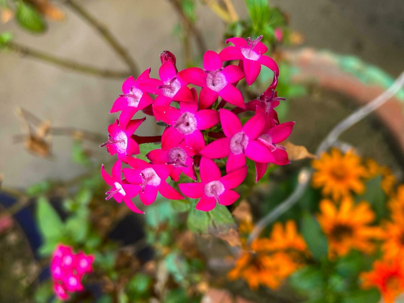 A pink flower with a yellow flower in the background photo