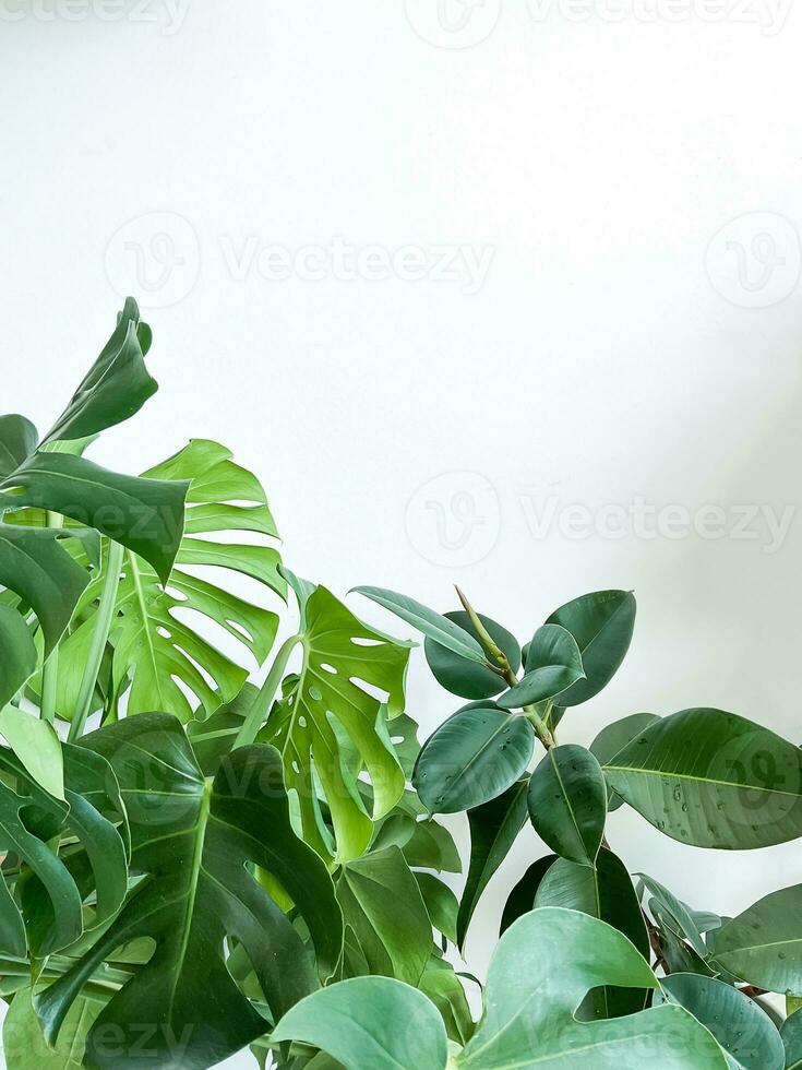 Monstera deliciosa plant and ficus on white background. Stylish and minimalistic photo