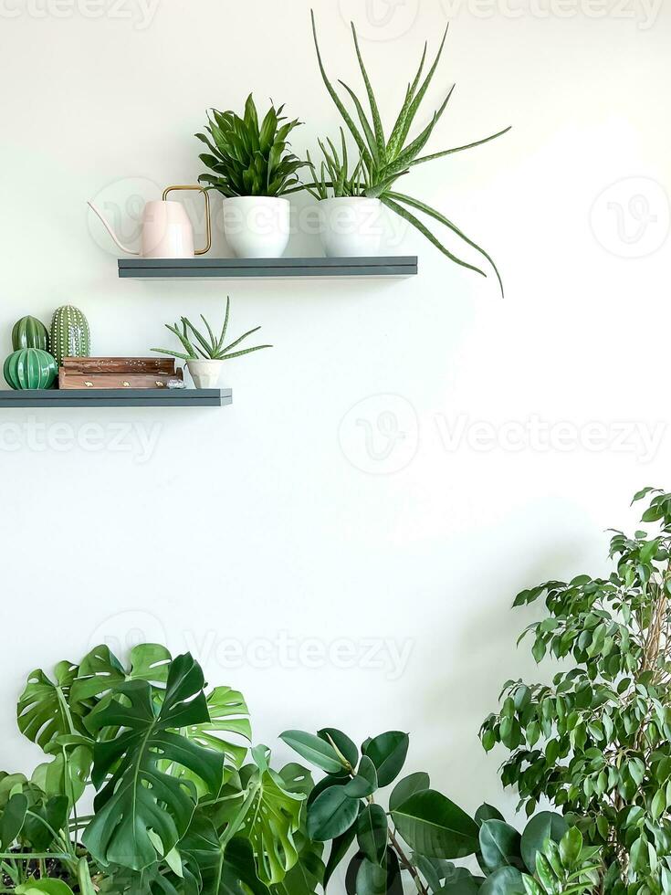 Monstera deliciosa, zamioculcas and ficus on white background. Shelves on wall photo