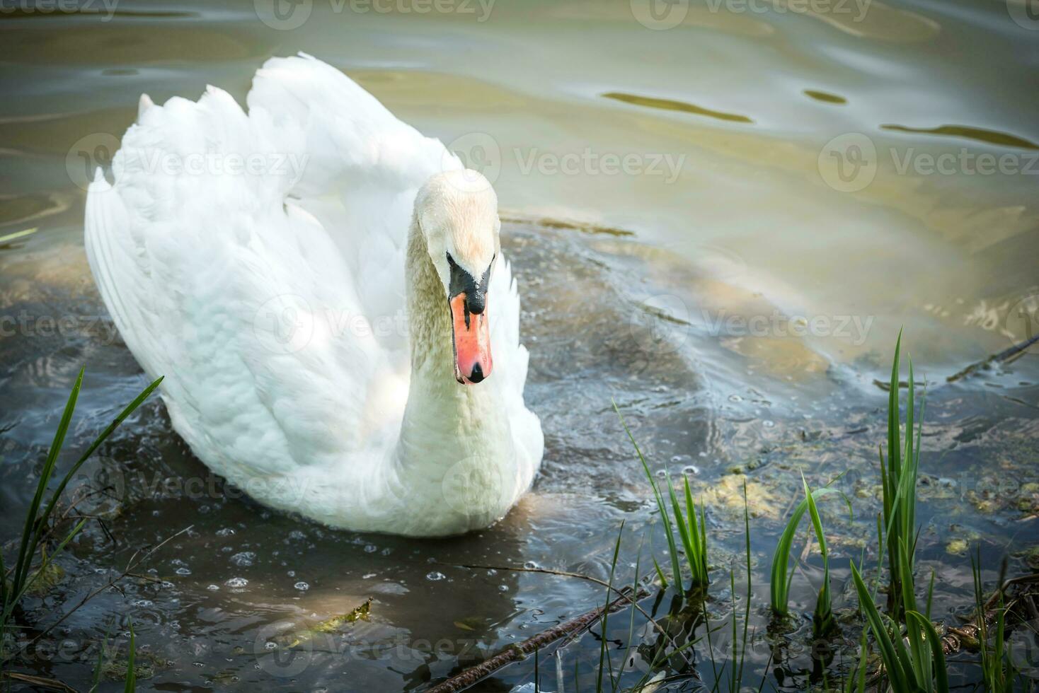 Portrait of swan photo