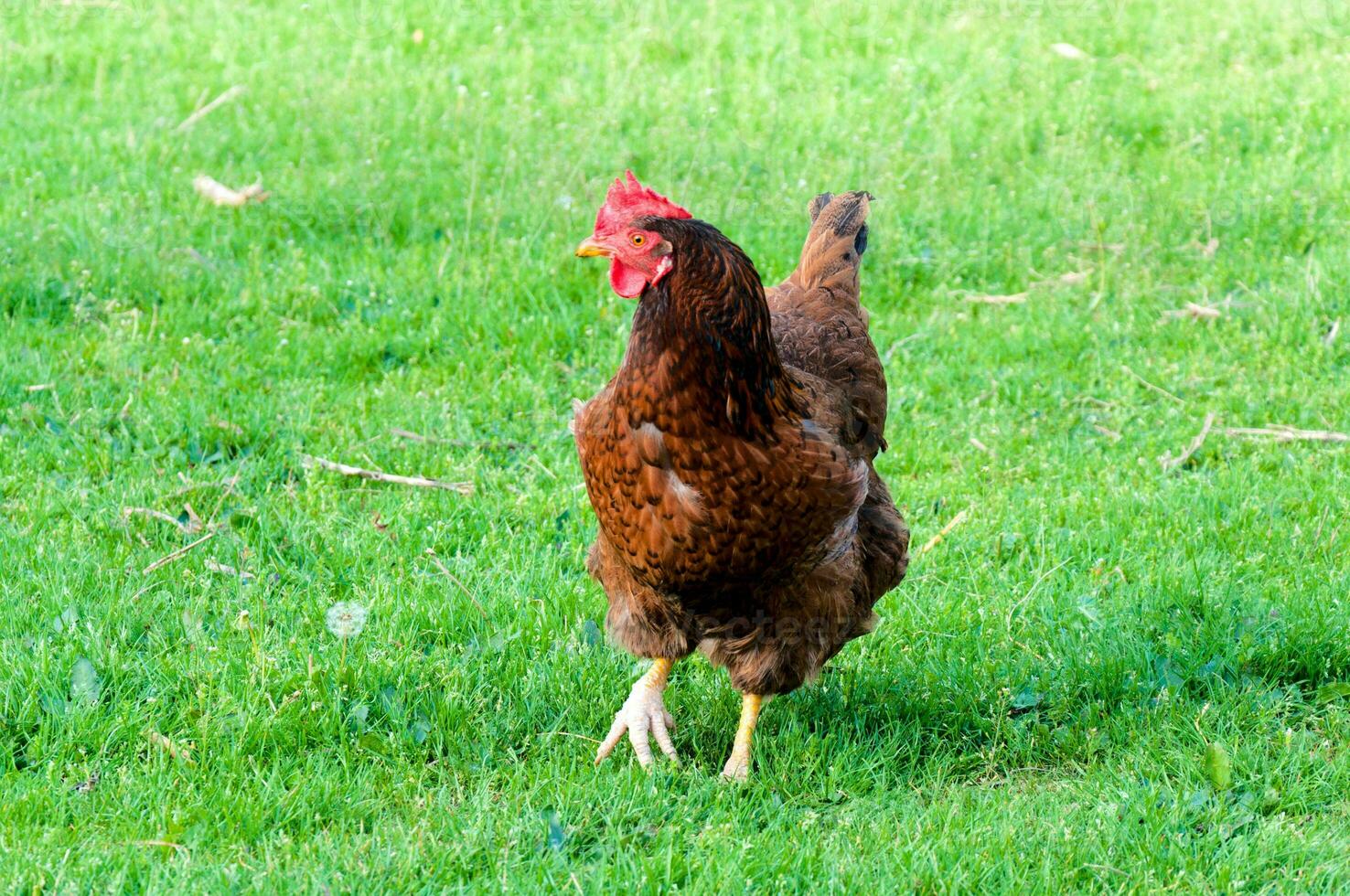 Grass cock on farm photo