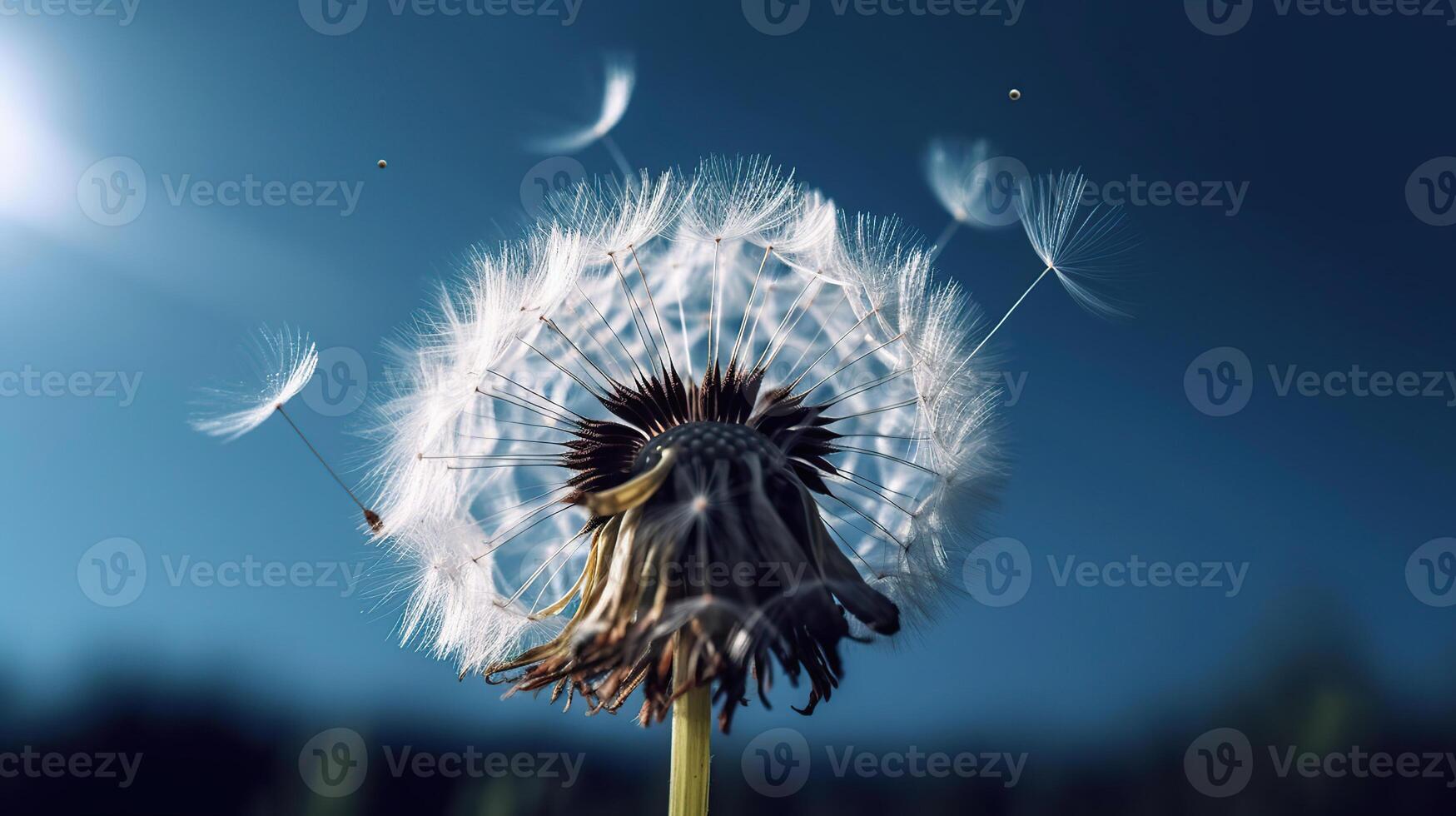 Dandelion With Seeds Blowing Away Blue Sky, photo
