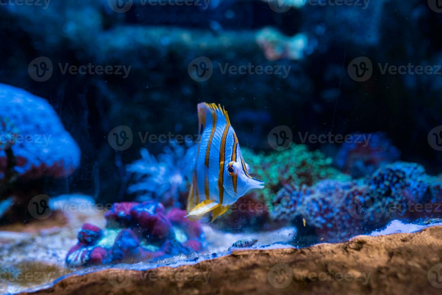 pescado en el océano. un rebaño de pescado en el mar, acuario. acuario vistoso pescado en oscuro azul agua. foto de tropical pescado en un coral arrecife.
