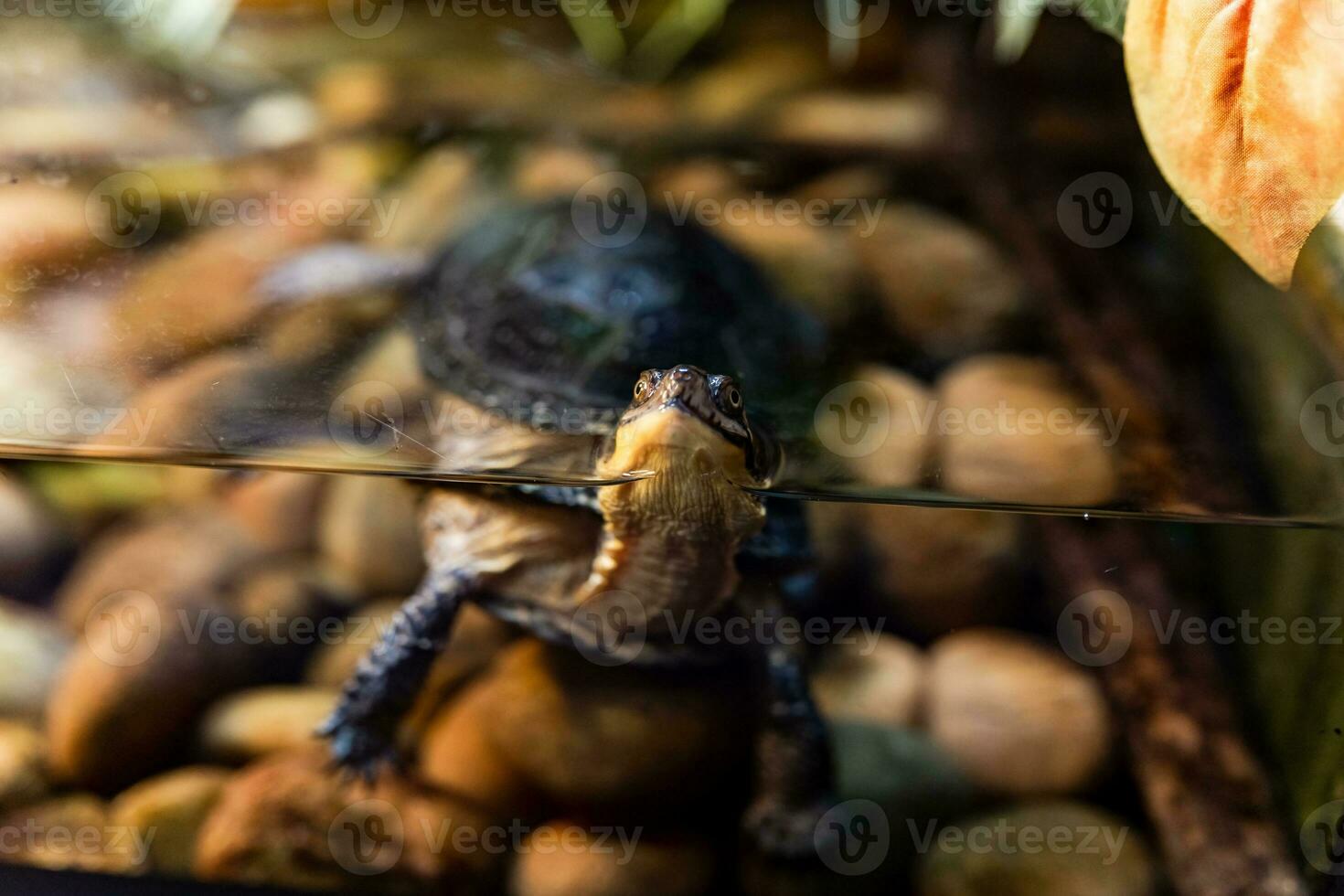 Turtle in the aquarium. Little turtle in the wild. photo