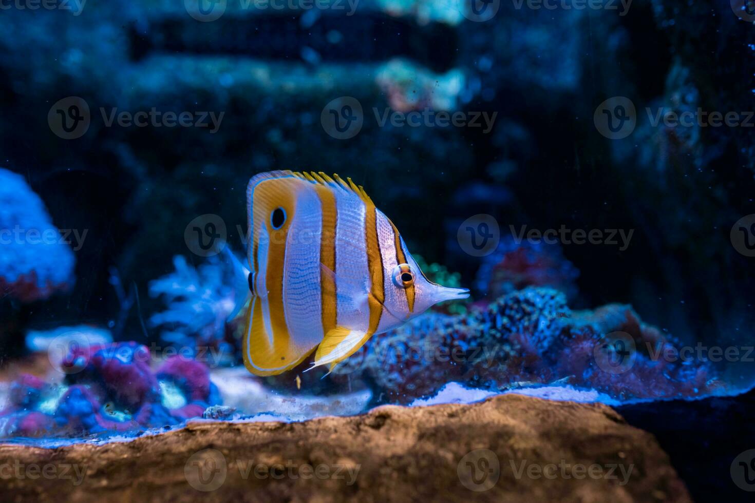 Fish in the ocean. A flock of fish in the sea, aquarium. Aquarium colorful fish in dark blue water. Photo of tropical fish on a coral reef.