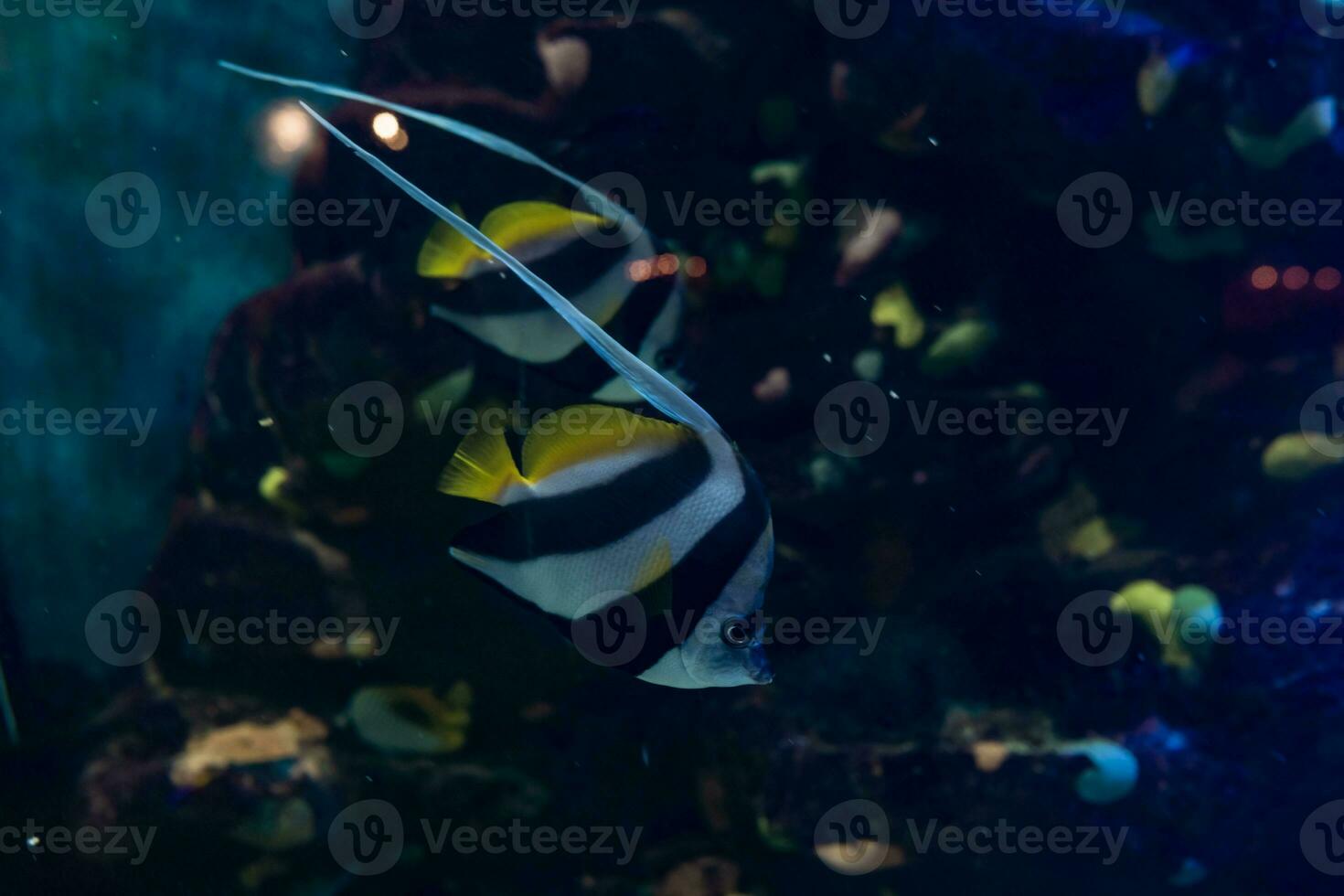 Fish in the ocean. A flock of fish in the sea, aquarium. Aquarium colorful fish in dark blue water. Photo of tropical fish on a coral reef.