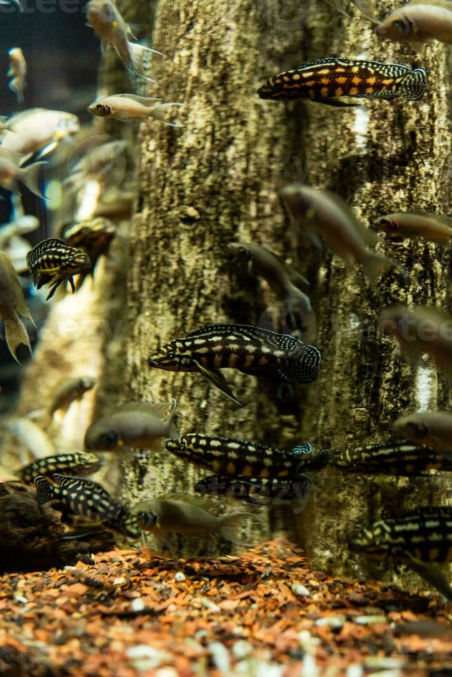 Fish in the ocean. A flock of fish in the sea, aquarium. Aquarium colorful fish in dark blue water. Photo of tropical fish on a coral reef.