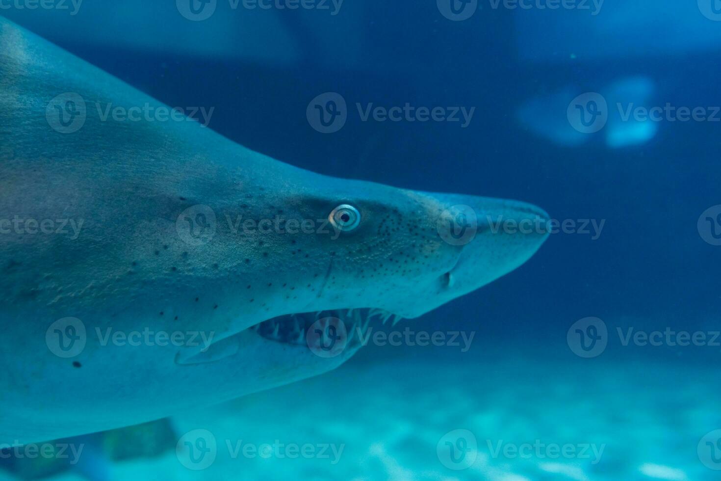 Great White Shark Close up Shot. The Shark swimming in large aquarium. Shark fish, bull shark, marine fish underwater. photo