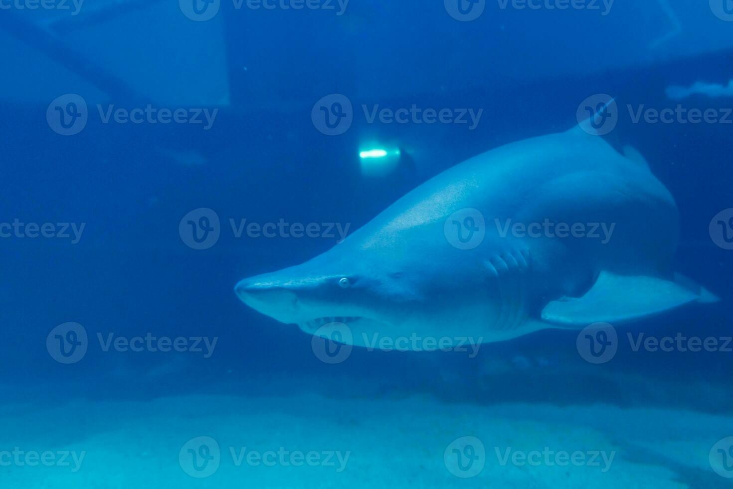 Great White Shark Close up Shot. The Shark swimming in large aquarium. Shark fish, bull shark, marine fish underwater. photo