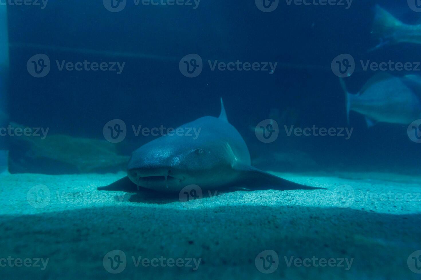 Great White Shark Close up Shot. The Shark swimming in large aquarium. Shark fish, bull shark, marine fish underwater. photo