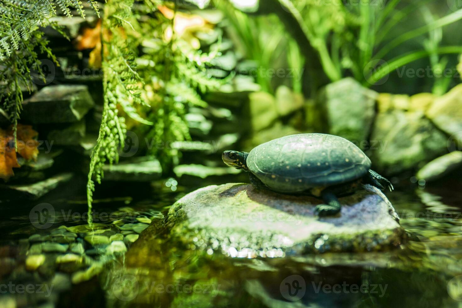 Turtle in the aquarium. Little turtle in the wild. photo