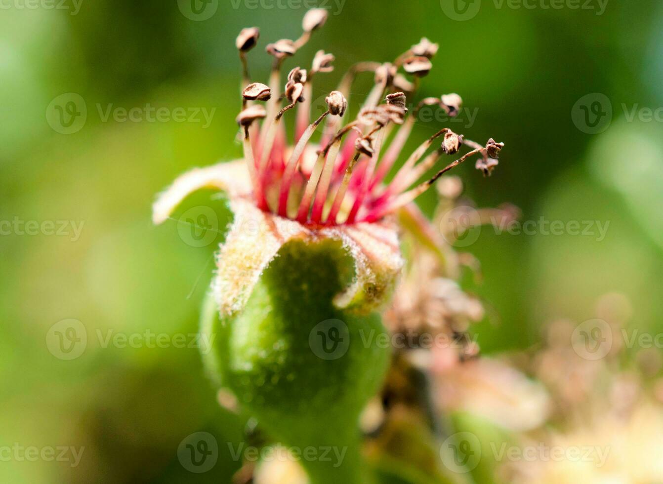 Apple flower close up photo