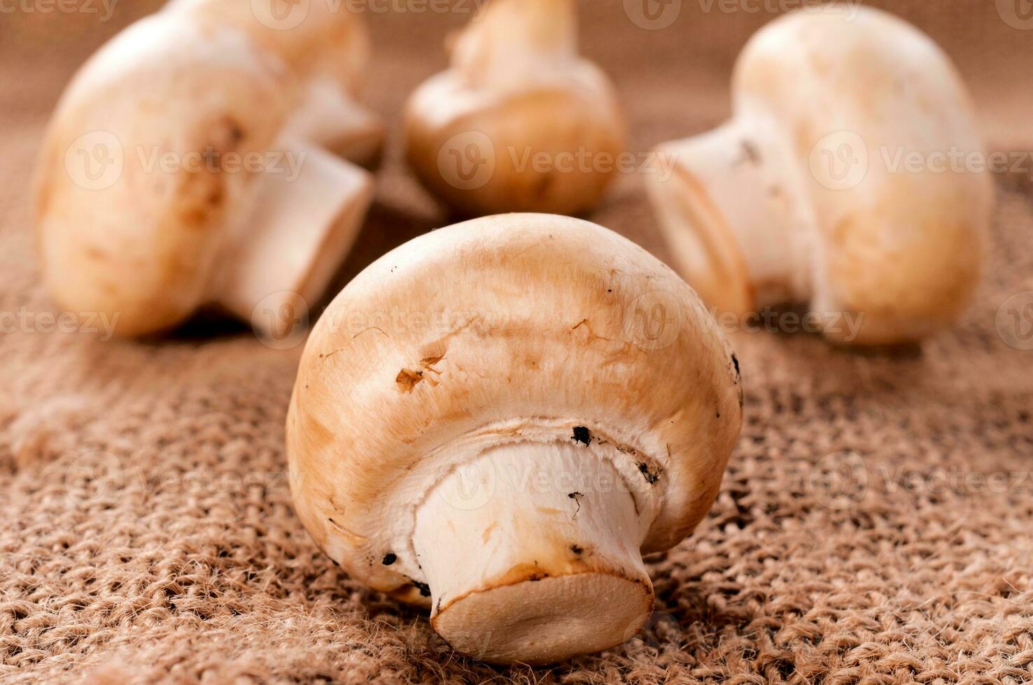 White button mushrooms photo