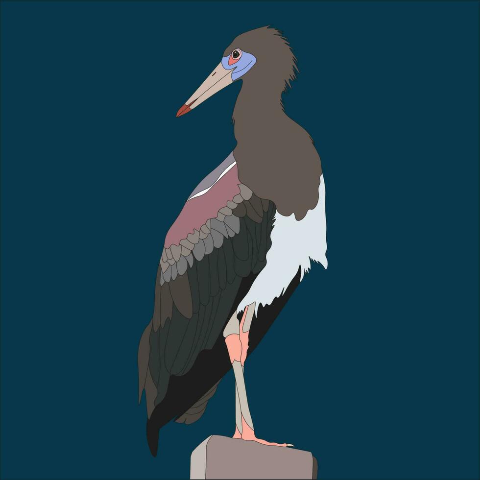 illustration Servant stork, also known as the white-bellied stork, is a stork that belongs to the Ciconiidae family. This is the smallest crane species vector