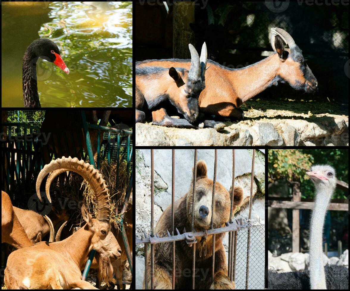 Animal in zoo collage photo