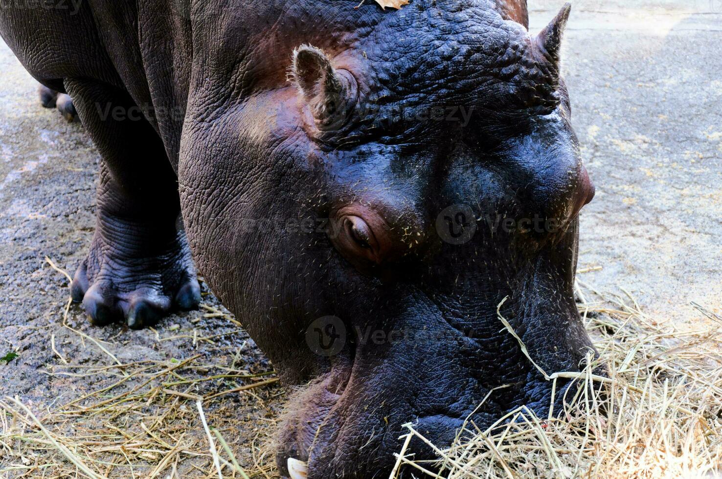 Hippo in zoo photo