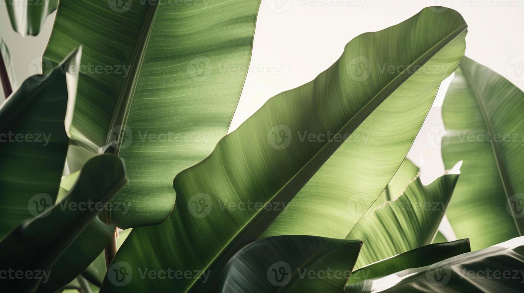 Group of big green banana leaves of exotic palm tree in sunshine on white background. Tropical plant foliage with visible texture. Genarative Ai photo