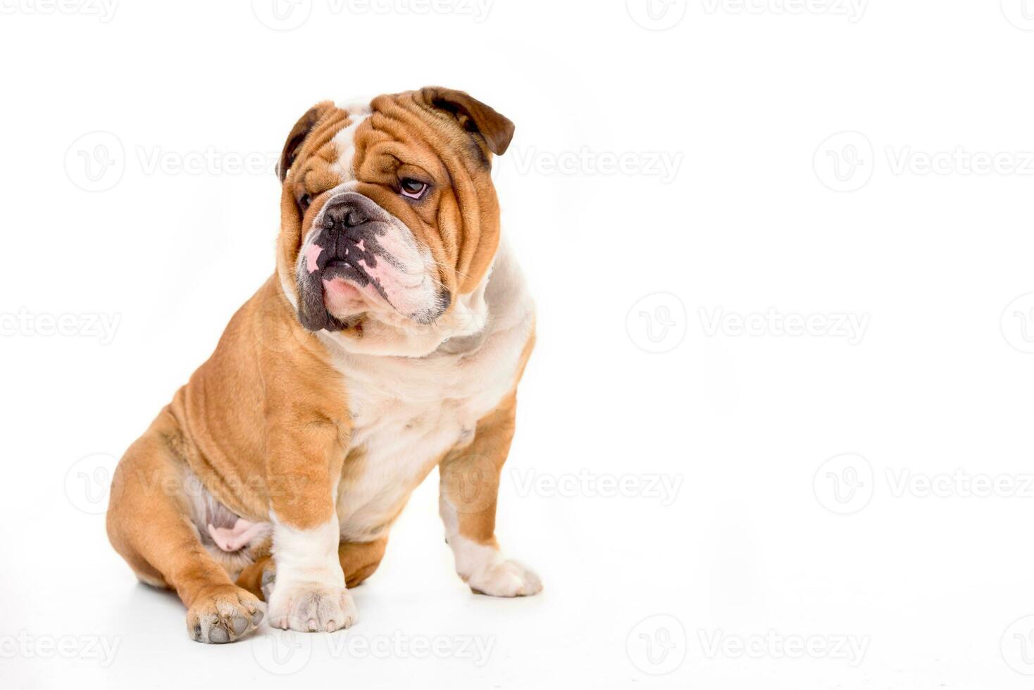 Portrait of English bulldog photo