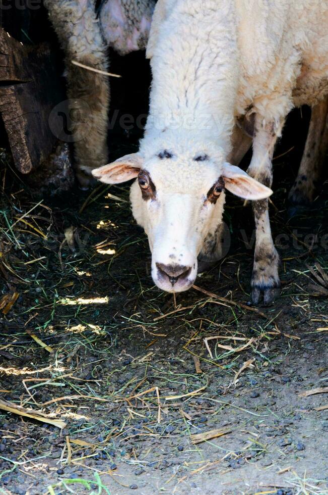 Angry white sheep photo