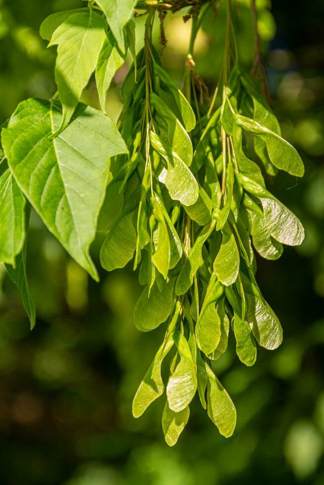 Great view of nature green leaves. Natural green plants in the garden. Ecology concept. photo