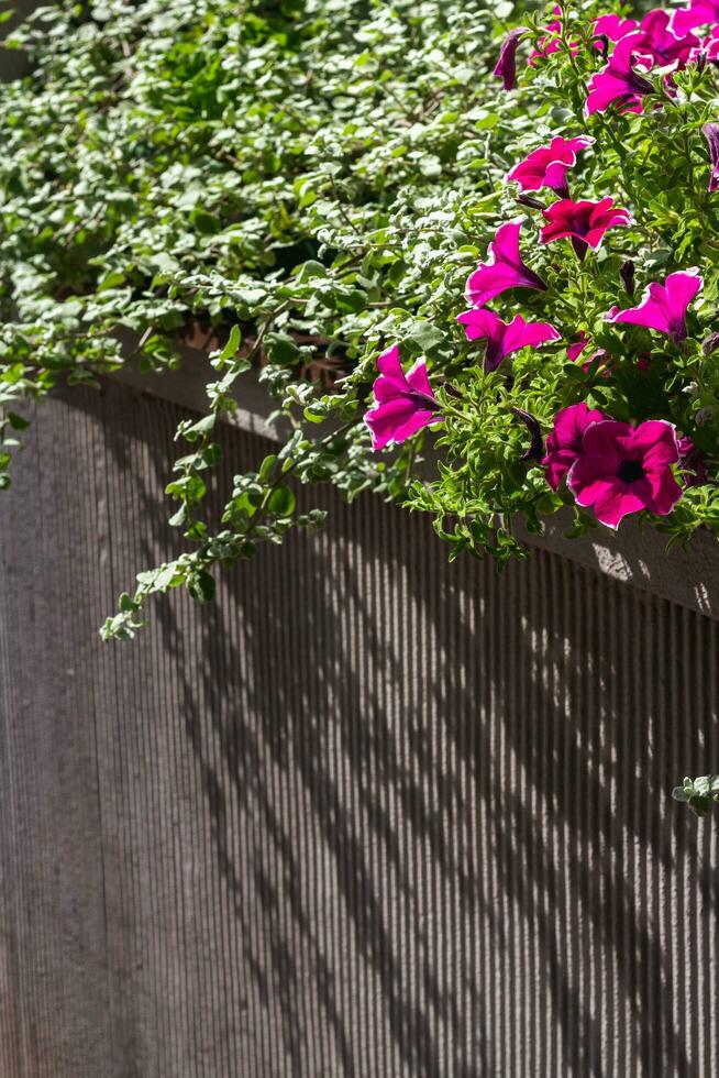 Lilac flowers on a blurred green background. Beautiful texture in sunlight. Background of green plants in the city. Ecology concept. Close-up nature view with free space for text. photo