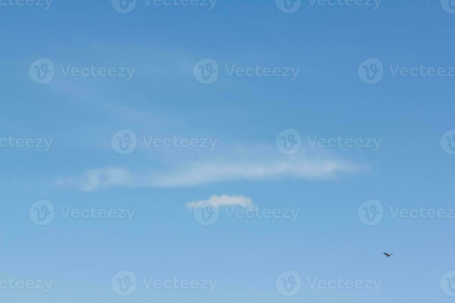 Light clouds in the blue sky with a bird. Light blue background in the air. photo