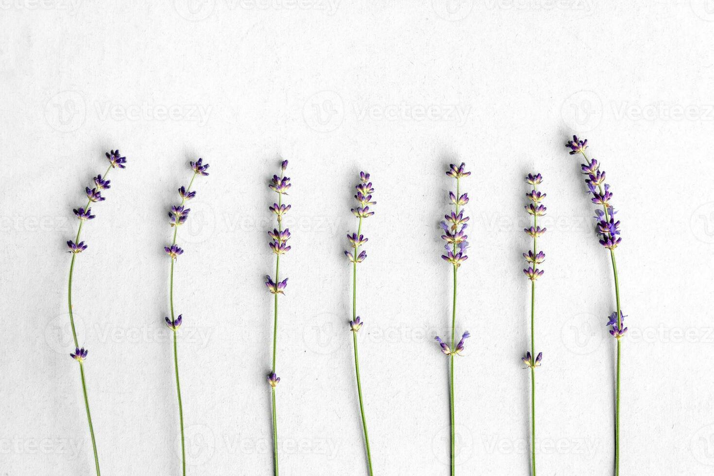 Sprigs of lavender on craft textured paper. photo